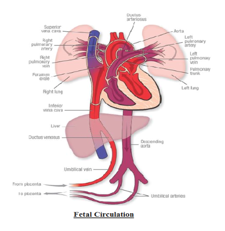 Answered What Are The Major Features Of Fetal Bartleby