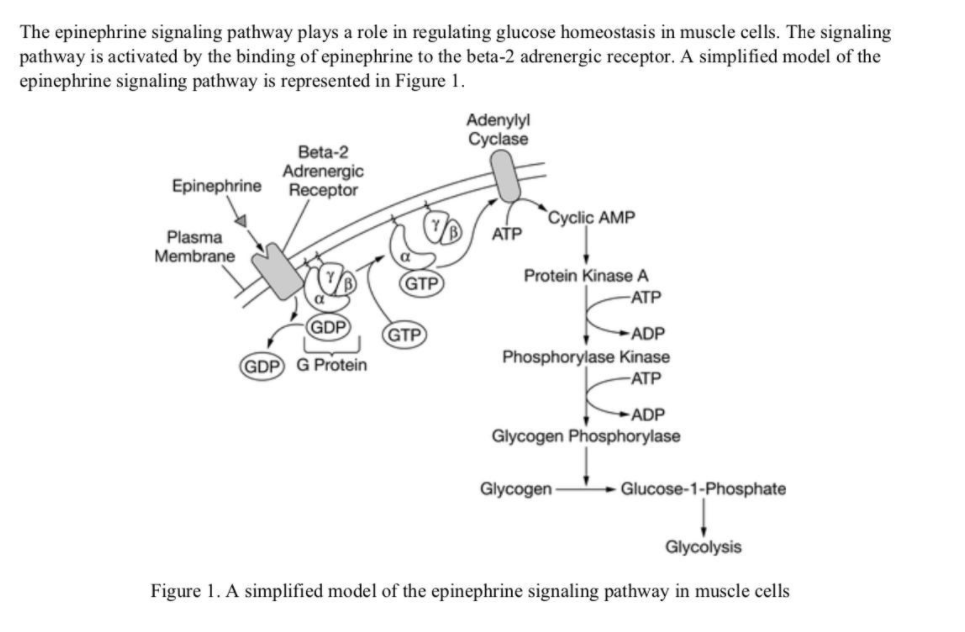 Diagram The Epinephrine Signaling Pathway