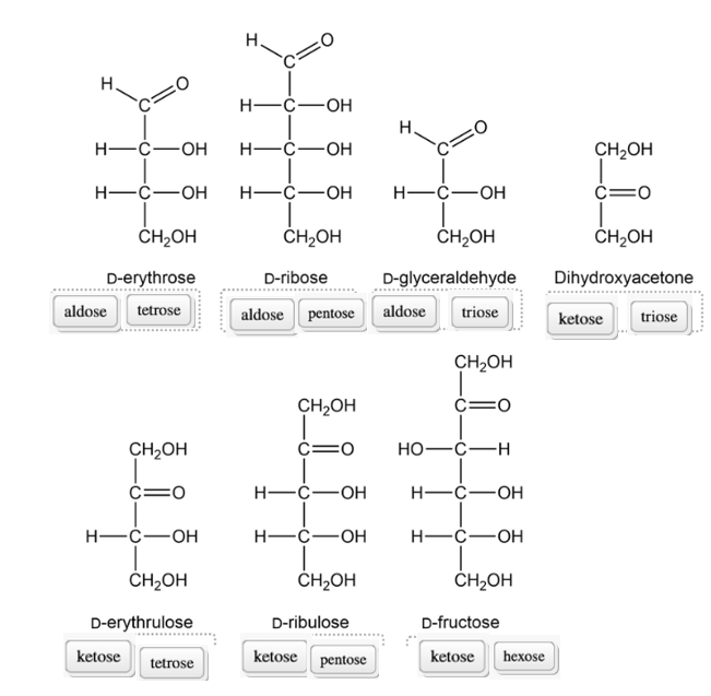 d Erythrulose