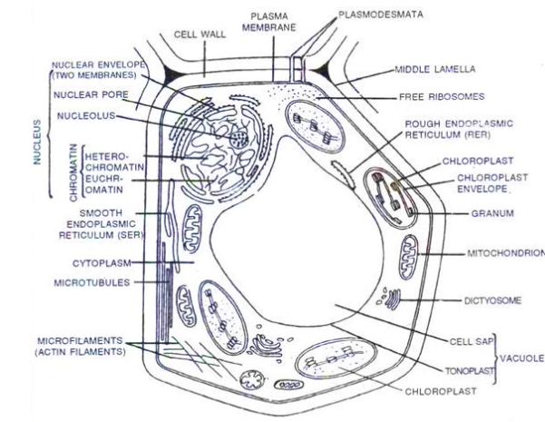 Answered: Draw plant, animal and prokaryotic… | bartleby