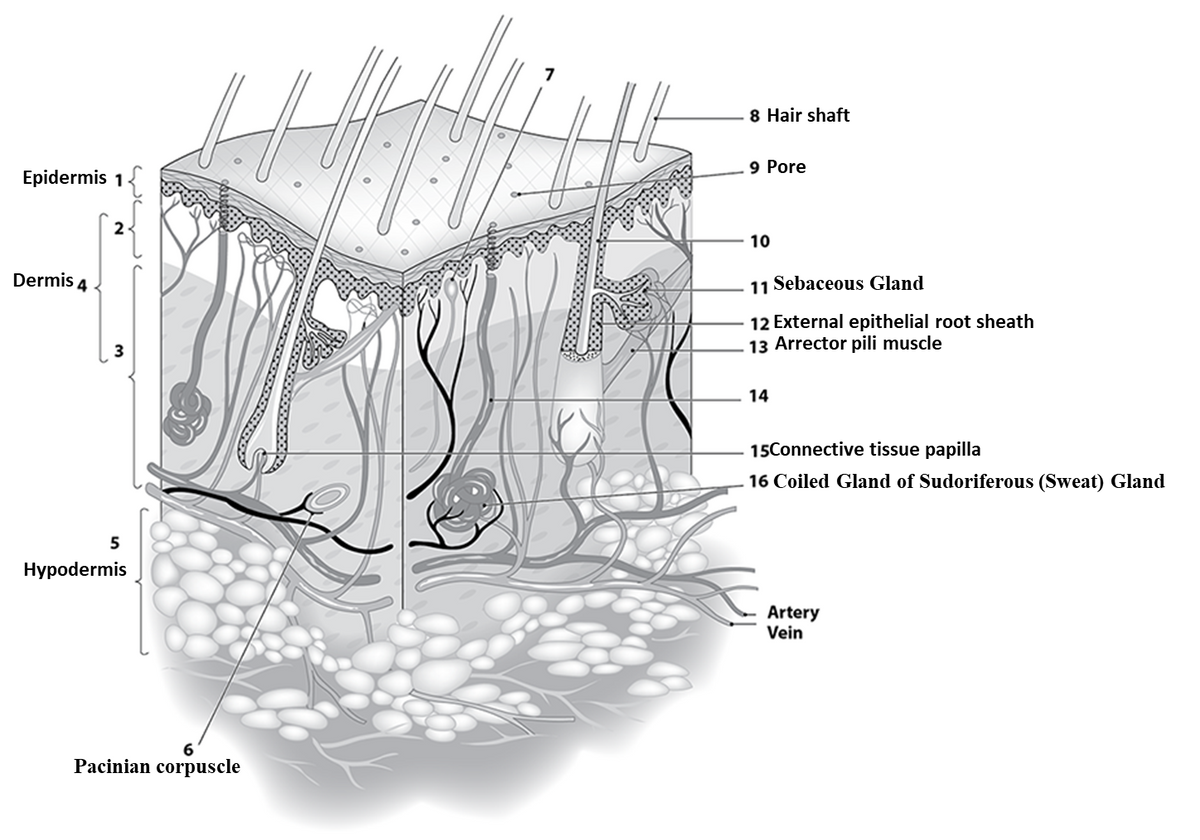 Biology homework question answer, step 1, image 1