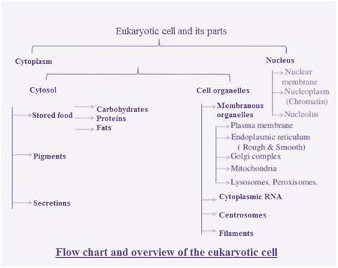 Answered: Flow chart and overview of eukaryotic… | bartleby