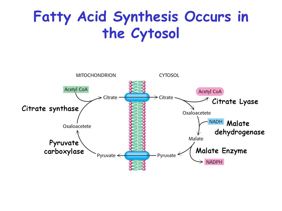 fatty-acids