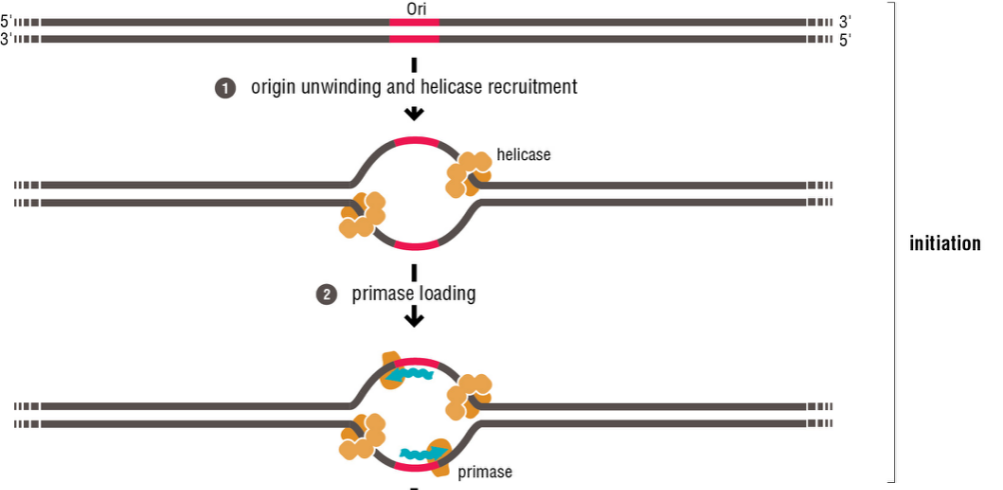 Biochemistry homework question answer, step 1, image 1