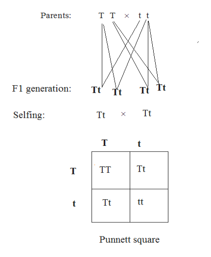 Answered: A TT (tall) plant is crossed with a tt… | bartleby