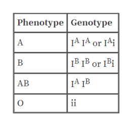 Answered: What are the 3 alleles of the gene that… | bartleby