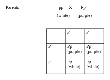 Answered: A white flowered plant is crossed with… | bartleby