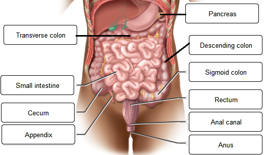 Large intestine with labels for the appendix, cecum, ascending