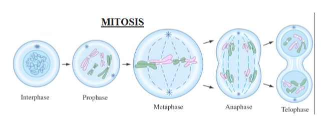 Answered: This is a three part question: Mitosis… | bartleby