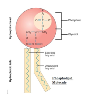 Answered: The cell membrane is made of what… | bartleby