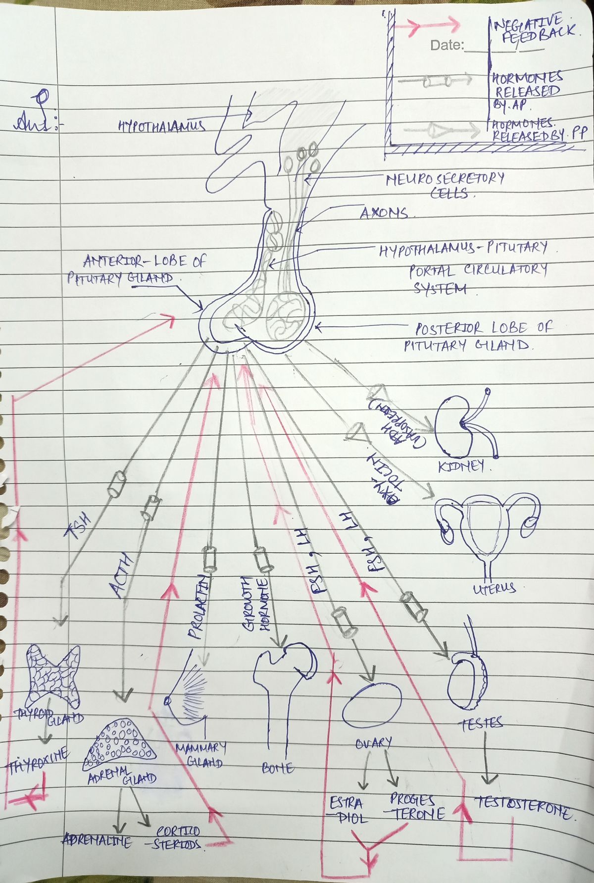 Anatomy and Physiology homework question answer, step 1, image 1