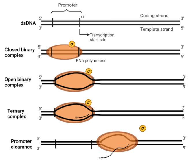 Answered During the process of bacterial bartleby