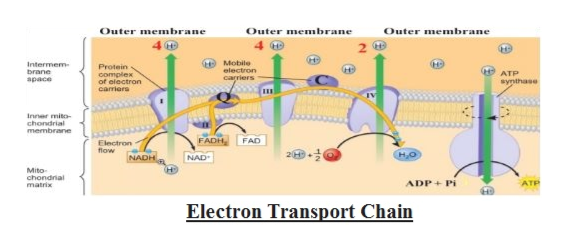 Answered: Can you explain the electron transport… | bartleby