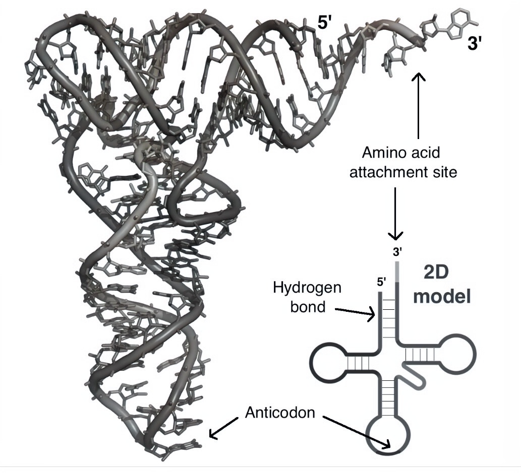 Biochemistry homework question answer, step 1, image 2