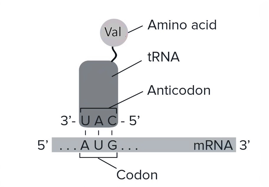 Biochemistry homework question answer, step 1, image 1