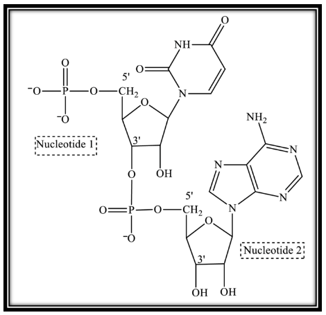 Answered: 22.29 Consider the given dinucleotide.… | bartleby