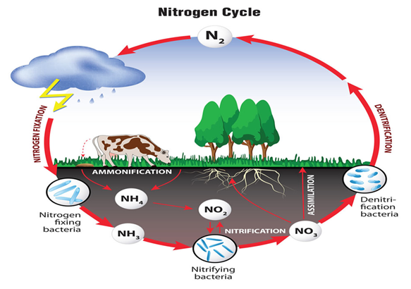 Nitrogen перевод. Nitrogen Cycle. Цикл азота иконка. Nitrogen Cycle Ozone Destruction. Фильтр азота для принтера.