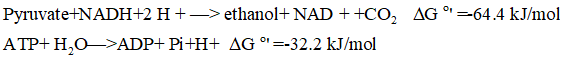 Answered: Glucose+ 2ADP + 2Pi + 2NAD+ -->… | bartleby