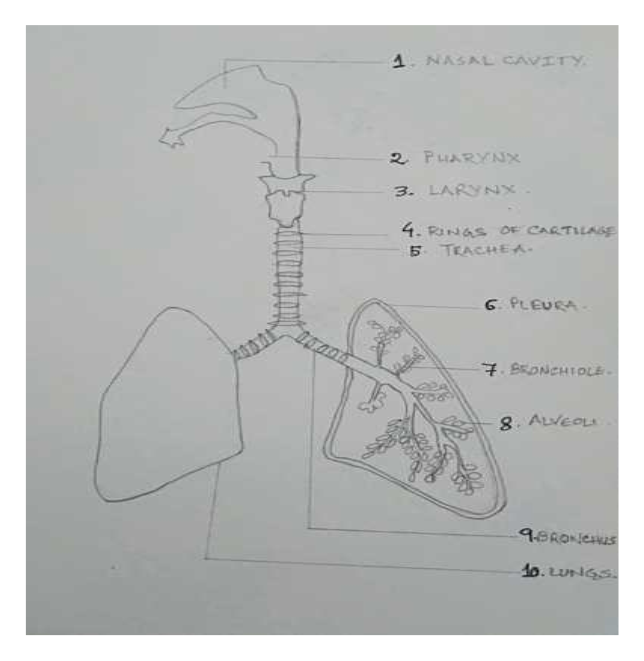 Answered: Draw out the entire respiratory system,… | bartleby