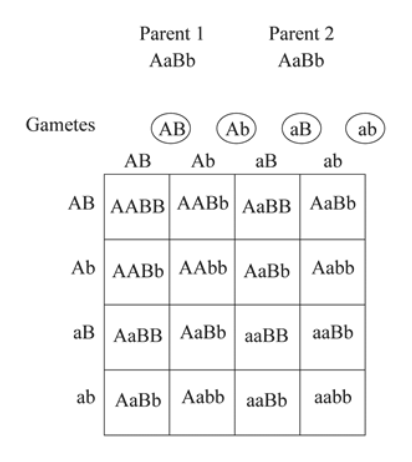 Answered: Draw a dihybrid Punnett Square between… | bartleby
