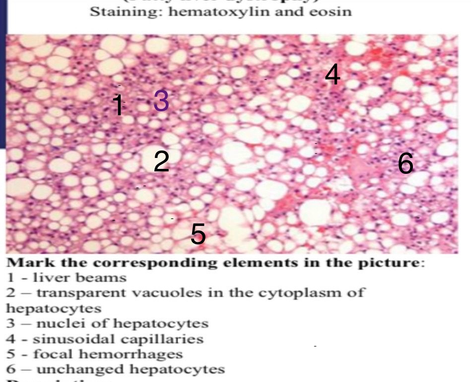 Anatomy and Physiology homework question answer, step 1, image 1