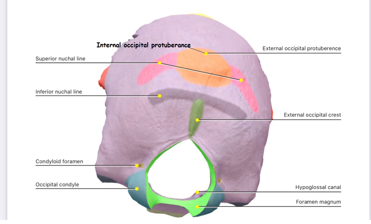 internal occipital crest