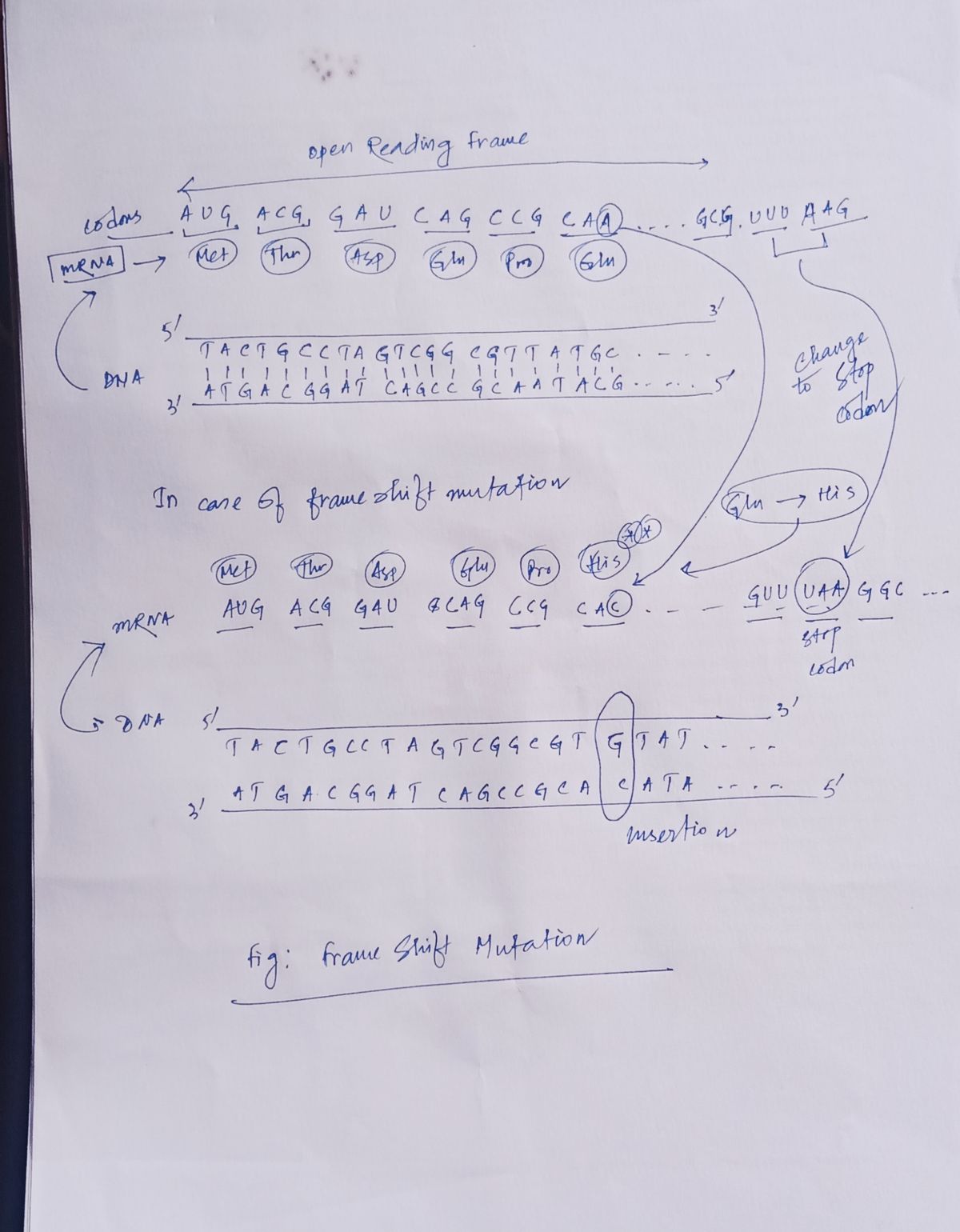 Biology homework question answer, step 1, image 1