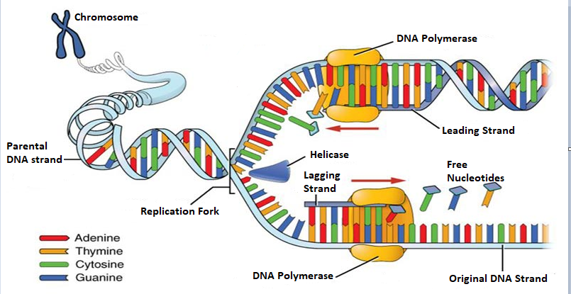 Answered: Detailed explanation of prokaryotic DNA… | bartleby