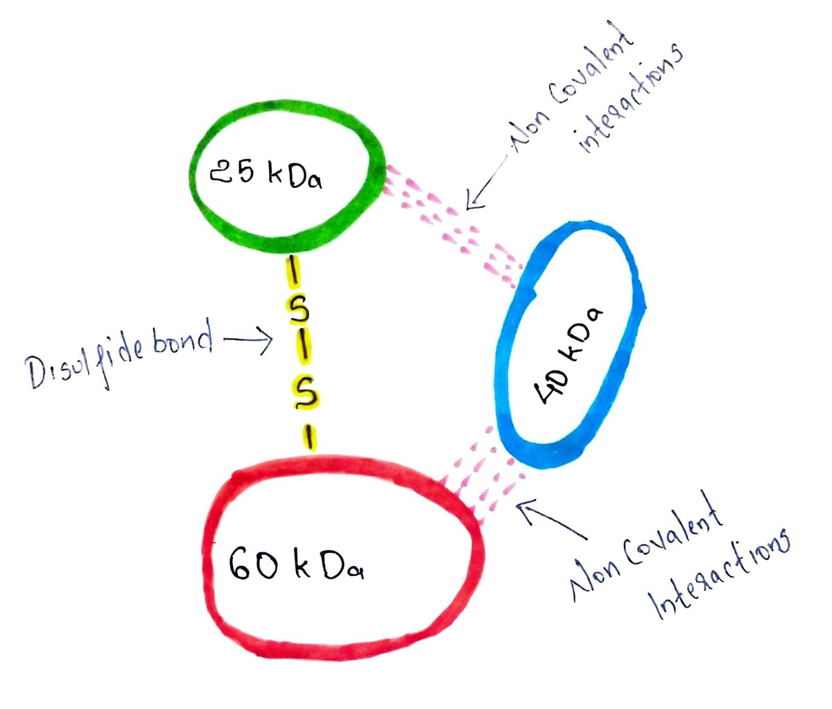 Biochemistry homework question answer, step 1, image 1