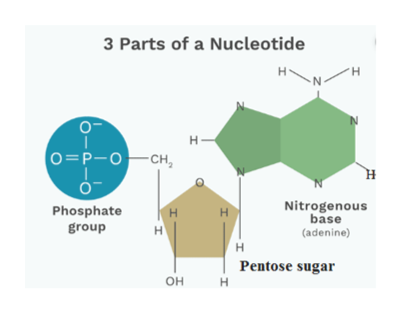 Answered: What does nucleotide contain | bartleby