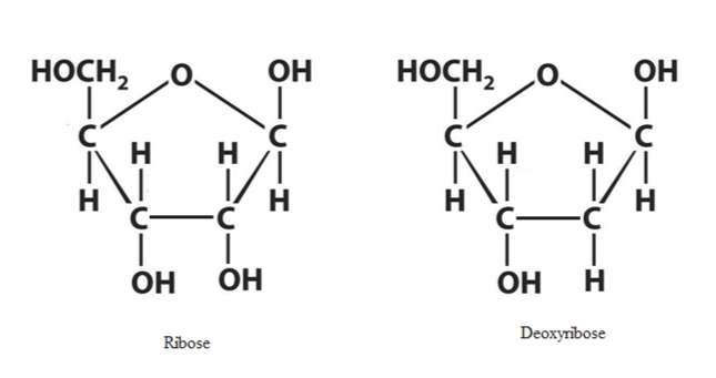 Difference between ribose and deoxyribose