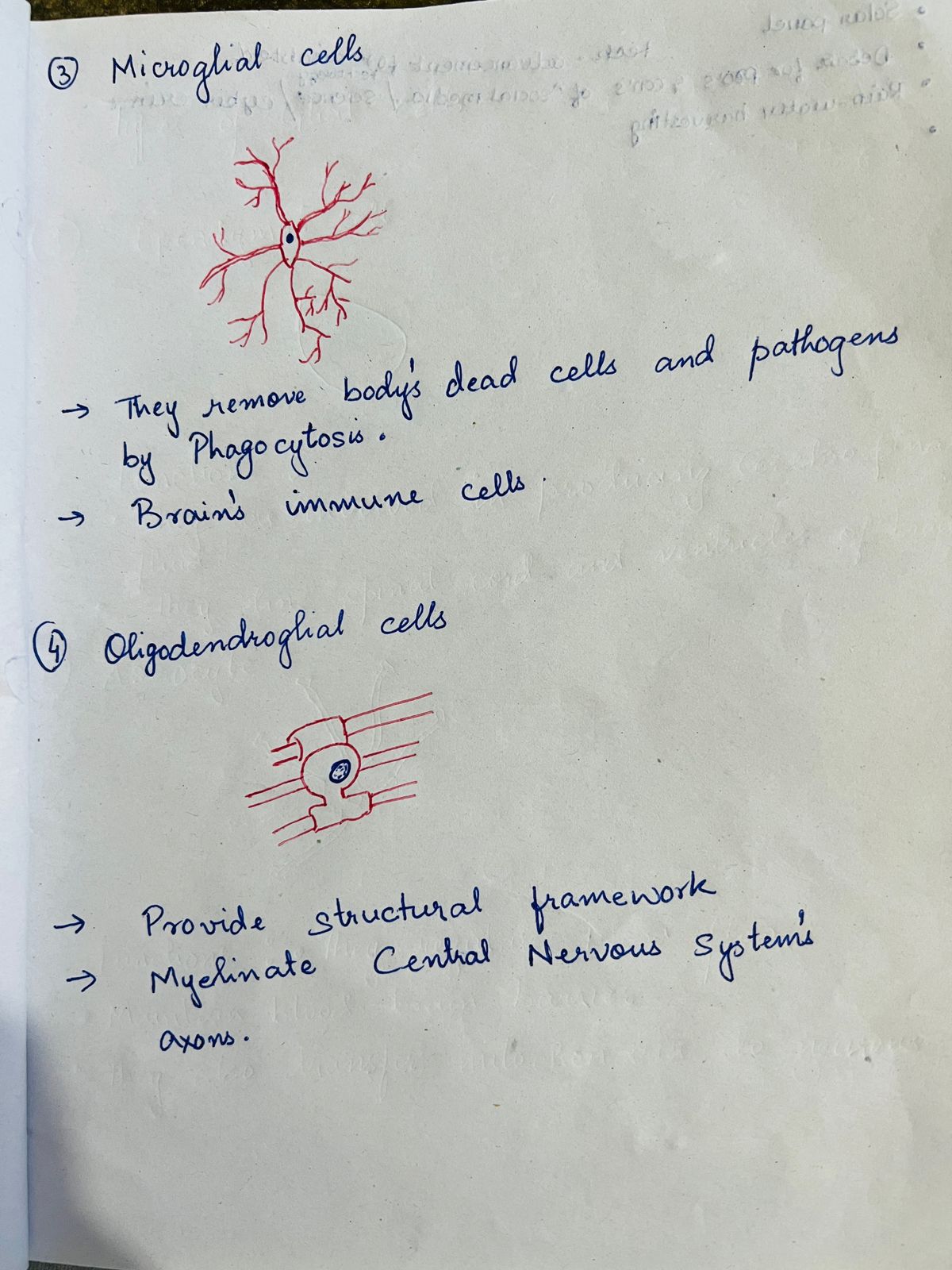 Biology homework question answer, step 1, image 2