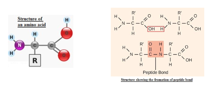 Answered: Protein Structure Worksheet PartI… | bartleby