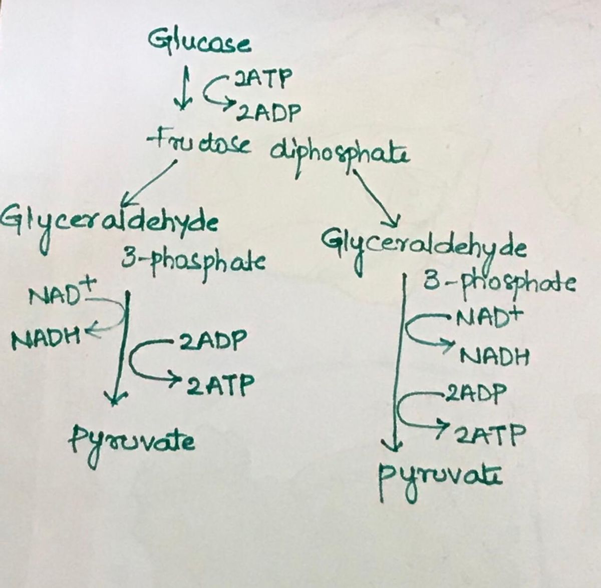 Answered: How many molecules of ATP are produced… | bartleby