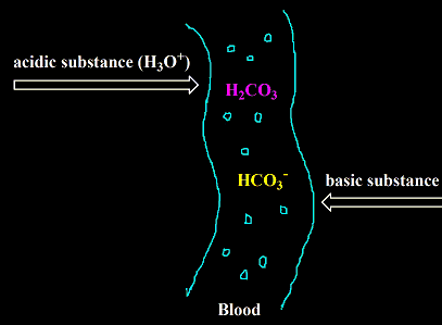 Answered: describe the blood hydrogen carbonate… | bartleby