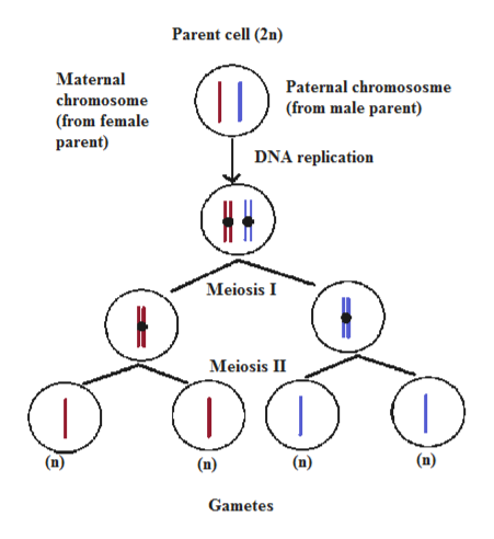 Answered: after meiosis 1 , explain what happened… | bartleby