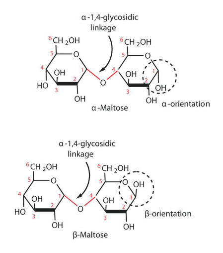 Answered: Draw the a anomer of maltose. What… | bartleby