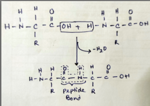 Biochemistry homework question answer, step 1, image 1