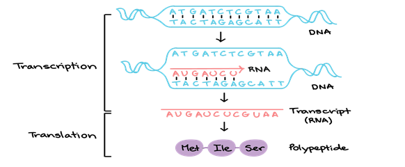 Answered: Draw out replication, transcription,… | bartleby