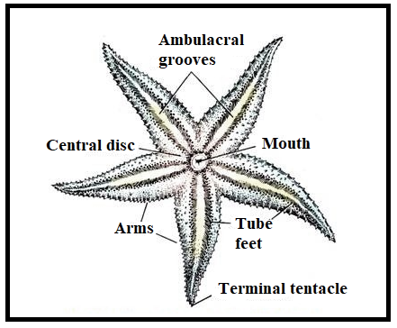 Answered: Draw the structure of asterias and… | bartleby