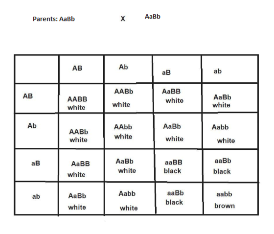 Answered: In Sheep, Coat Color Is Influenced By… 