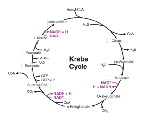 Answered: What are the steps of the Krebs cycle? | bartleby