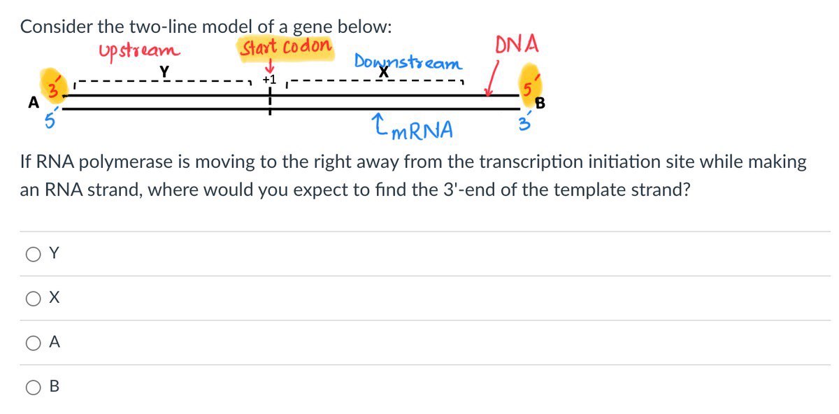 The outlet Gene Below