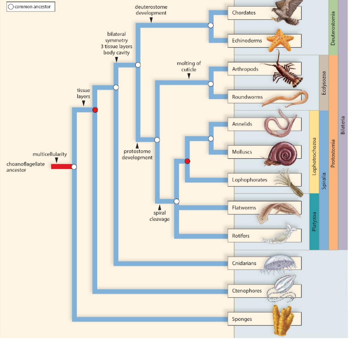 what does phylogenetic tree show