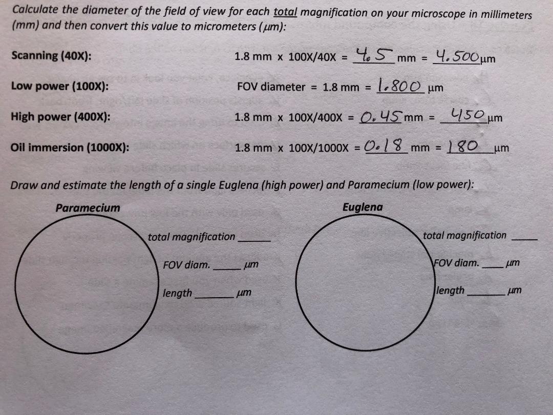 Answered Is It 100x For Paramecium Is It 400x Bartleby