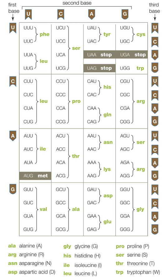 of all the different codons that exist three of them