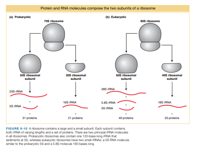 Answered: Protein And RNA Molecules Compose The… | Bartleby