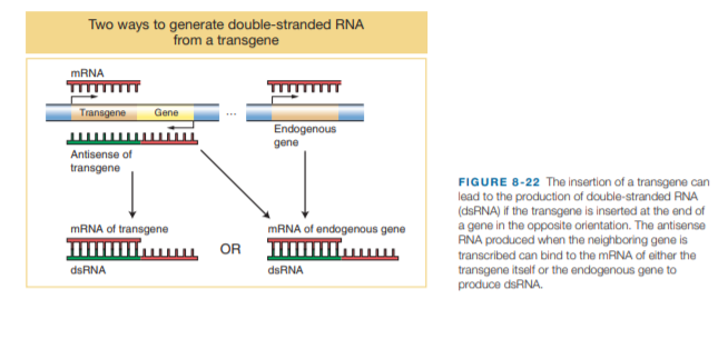 Answered Two Ways To Generate Double Stranded Bartleby