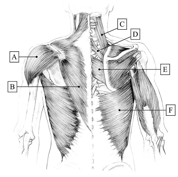 Answered: 1) Identify The Muscle At Point B 2)… | Bartleby