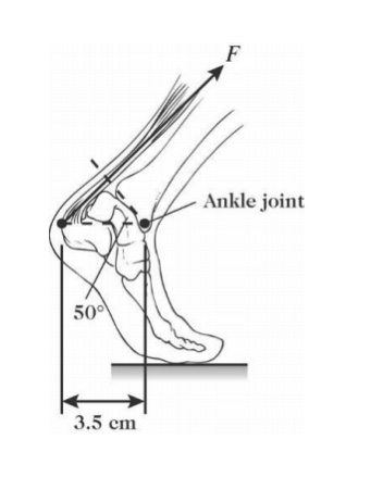 Answered: The figure shows a person's foot. In… | bartleby
